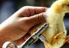 How the US is preparing for a potential bird flu pandemic