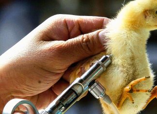 How the US is preparing for a potential bird flu pandemic