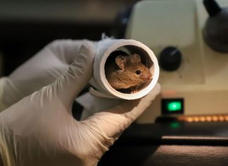 Mice with two dads have been created using CRISPR