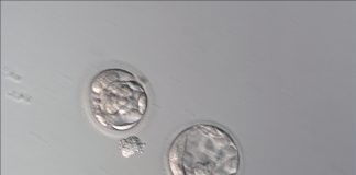 Exclusive: A record-breaking baby has been born from an embryo that’s over 30 years old