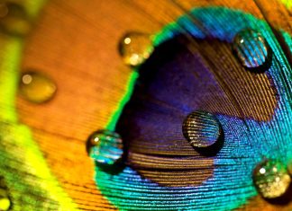 Peacock Feathers Are Stunning. They Can Also Emit Laser Beams