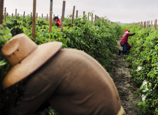 Introducing: the body issue