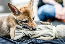 Colossal Biosciences said it cloned red wolves. Is it for real?
