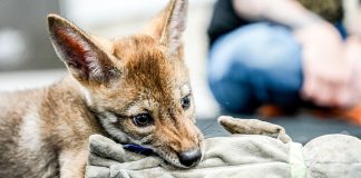 Colossal Biosciences said it cloned red wolves. Is it for real?