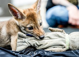 Colossal Biosciences said it cloned red wolves. Is it for real?
