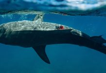 The Download: seafloor science and military chatbots