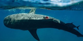 The Download: seafloor science and military chatbots
