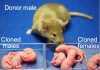 Scientists just created female clones of male mice