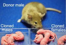Scientists just created female clones of male mice