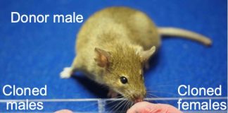 Scientists just created female clones of male mice