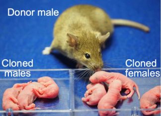 Scientists just created female clones of male mice