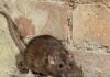 Tips For Natural Pest Control In The Home.