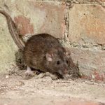 Tips For Natural Pest Control In The Home.